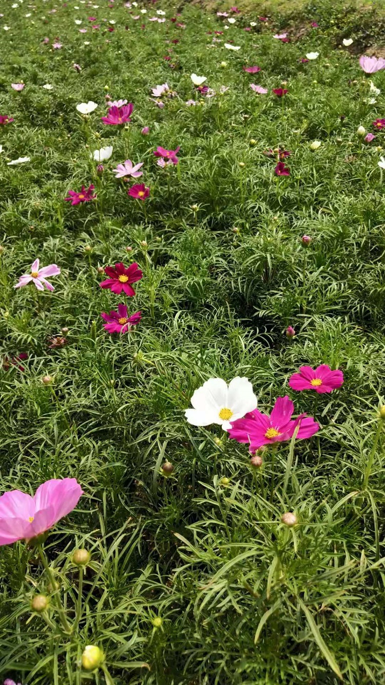 波斯菊基地 山东波斯菊培育 波斯菊优惠价格