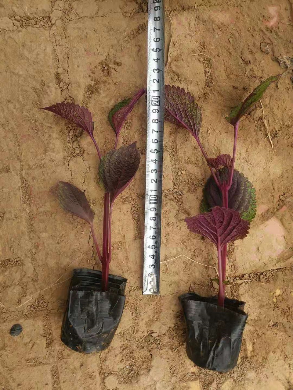 彩叶草基地 彩叶草批发价格 山东彩叶草供应商