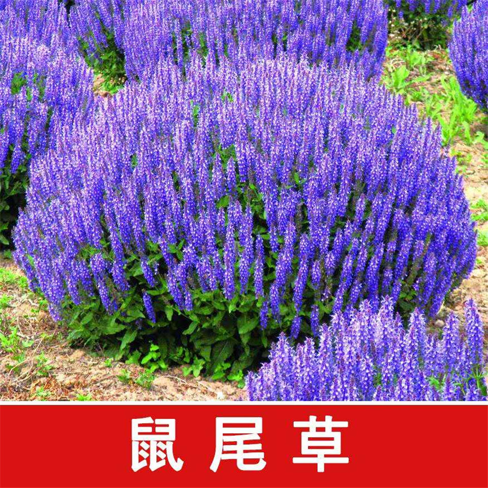 草花鼠尾草批发基地 山东草花鼠尾草培育 草花鼠尾草价格