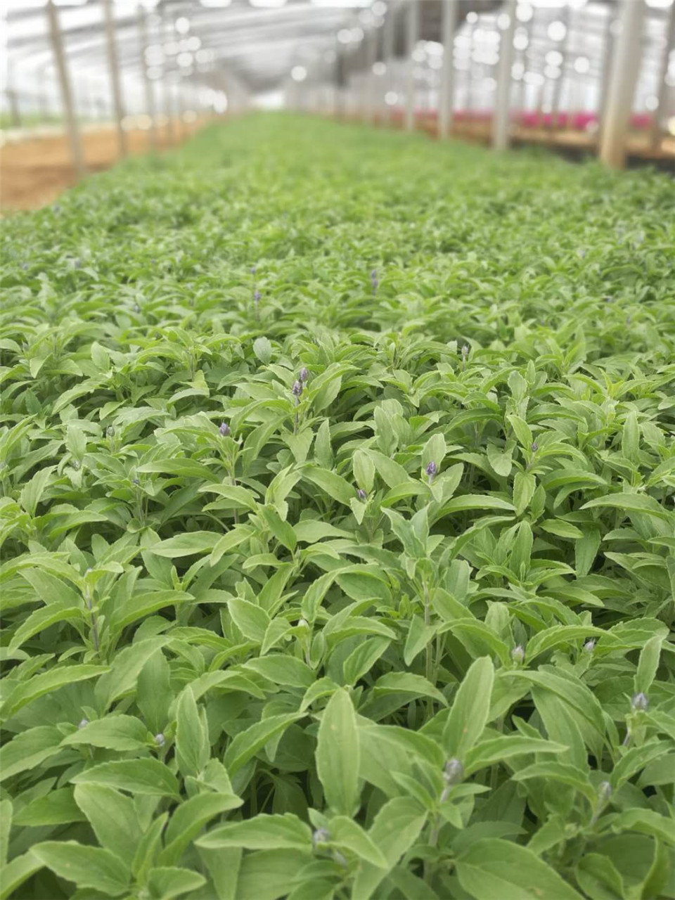 草花鼠尾草基地 草花鼠尾草批发价格 山东草花鼠尾草供应商