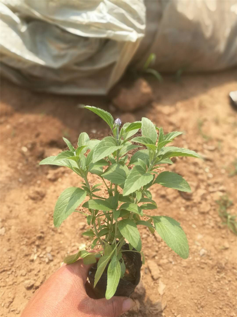 草花鼠尾草苗批发 草花鼠尾草基地直销 草花鼠尾草量大从优