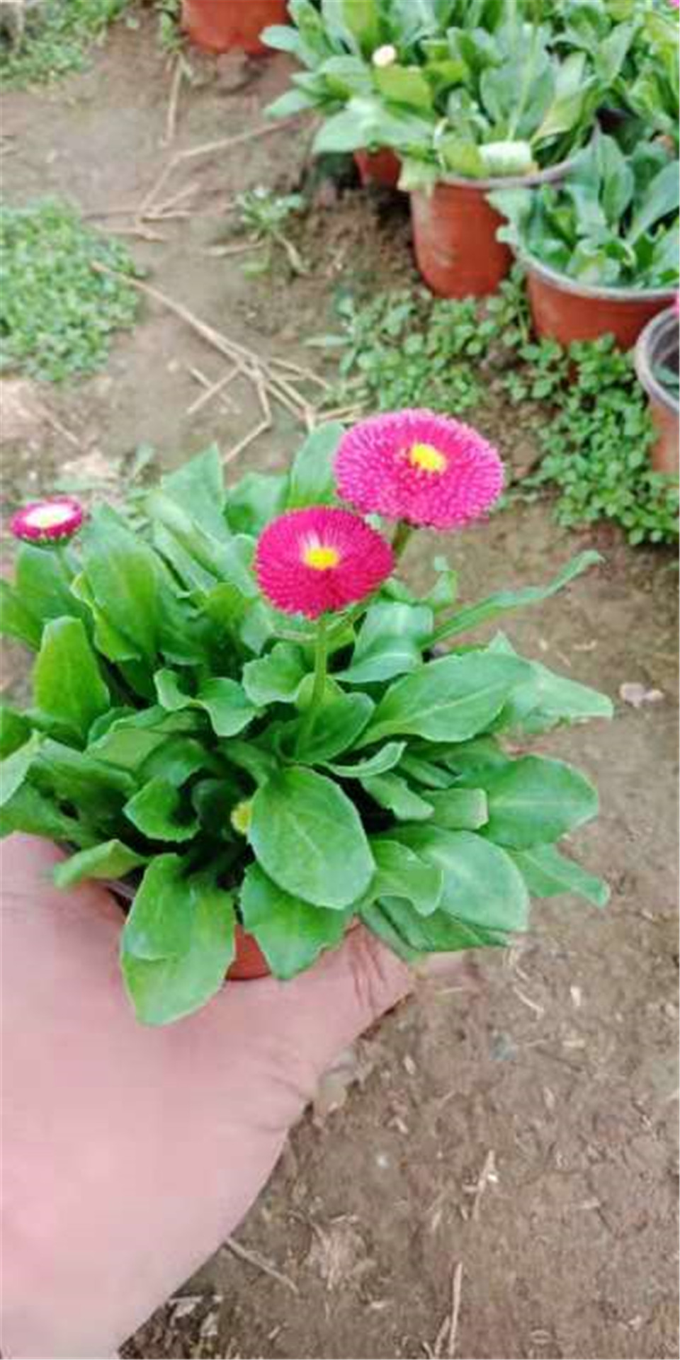 雏菊小苗优惠价格 山东雏菊培育基地直销 雏菊小苗培育