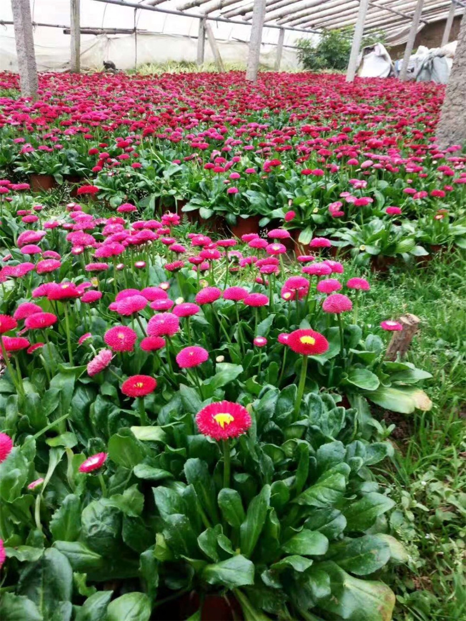 基地直销雏菊 山东雏菊基地 雏菊价格优惠