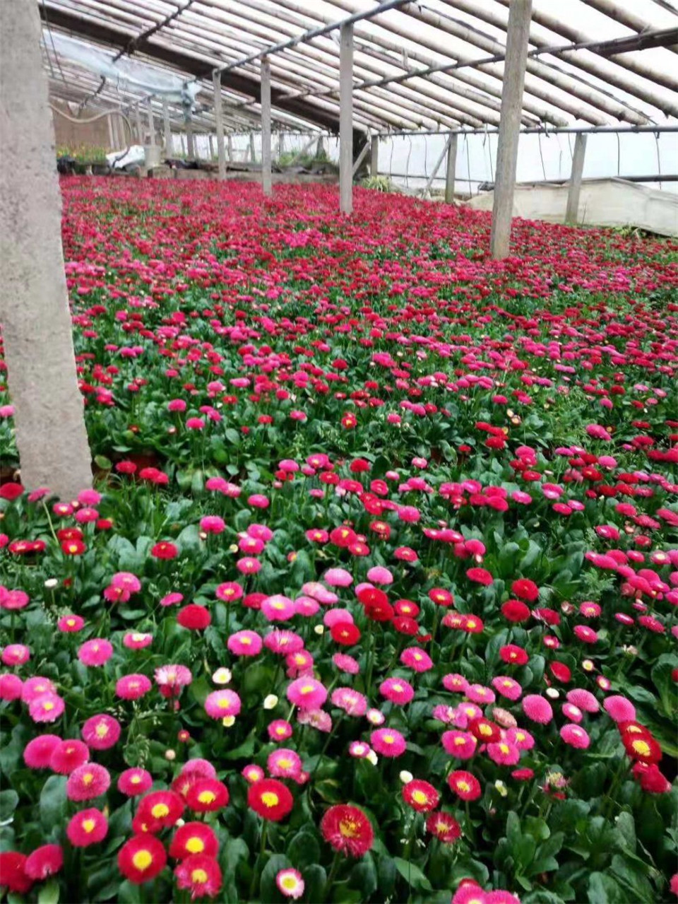 雏菊苗批发 雏菊基地直销 雏菊量大从优