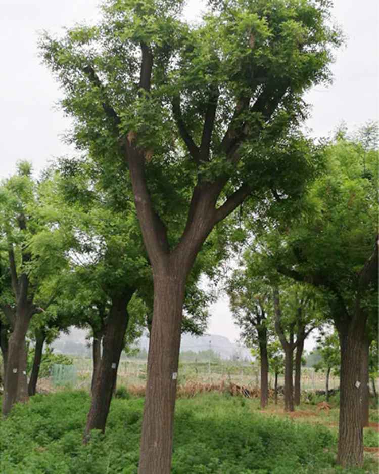国槐苗木批发  国槐树价格  绿芸国槐直销   货源充足