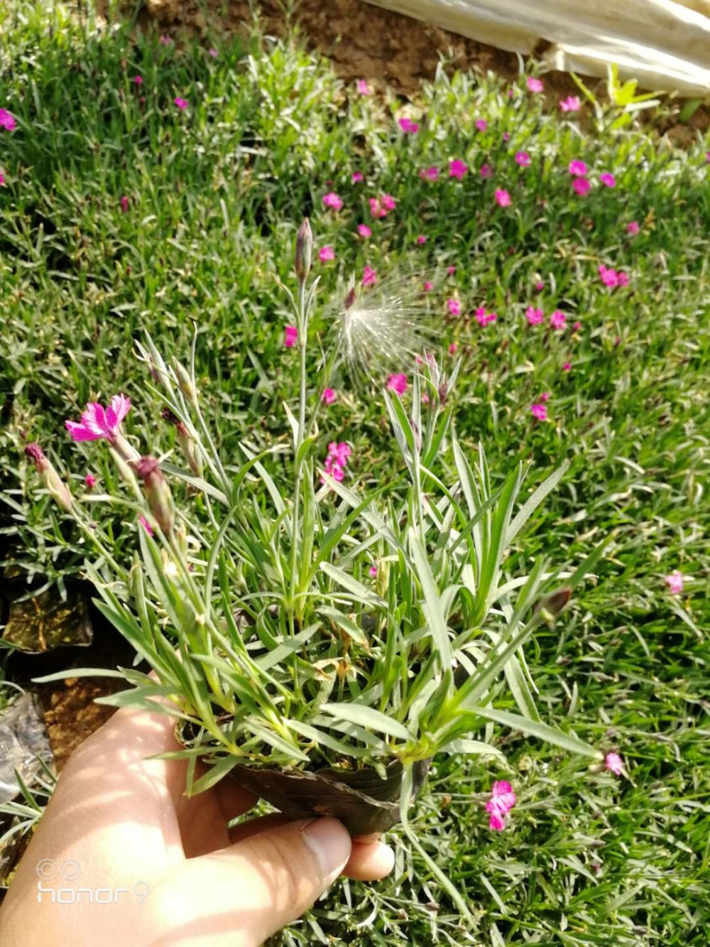 欧石竹直销  欧石竹小苗价格     欧石竹种植批发基地  开花草坪