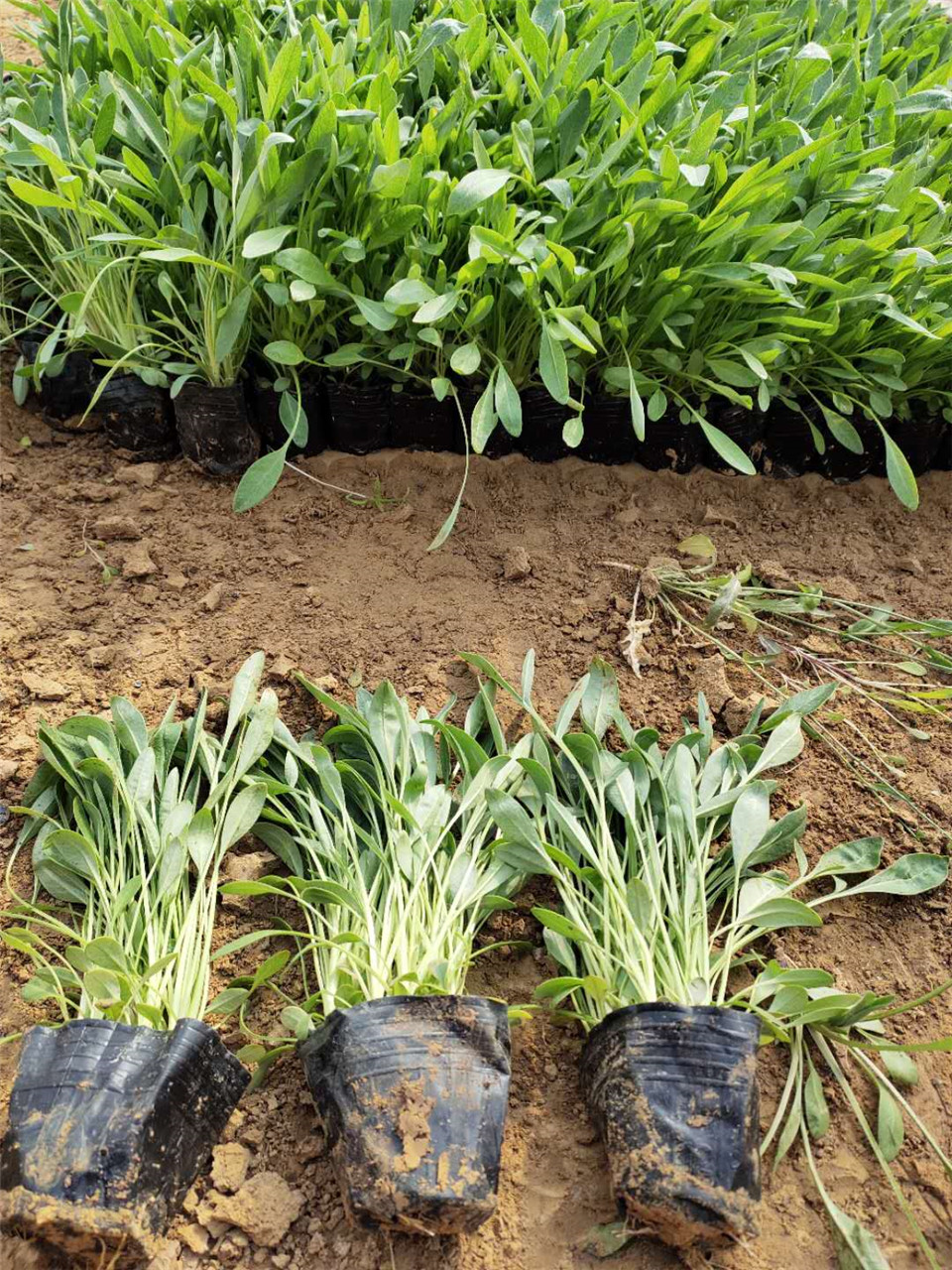 金鸡菊苗批发 金鸡菊基地直销 金鸡菊量大从优