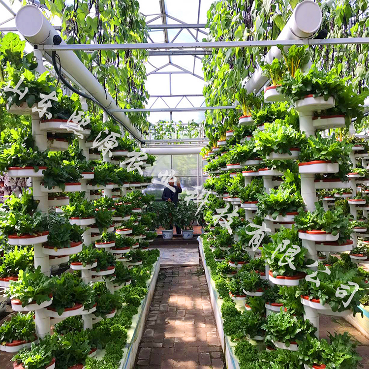 无土栽培蔬菜 水耕无土栽培 景观水培 温室工程建设 周期短产量高