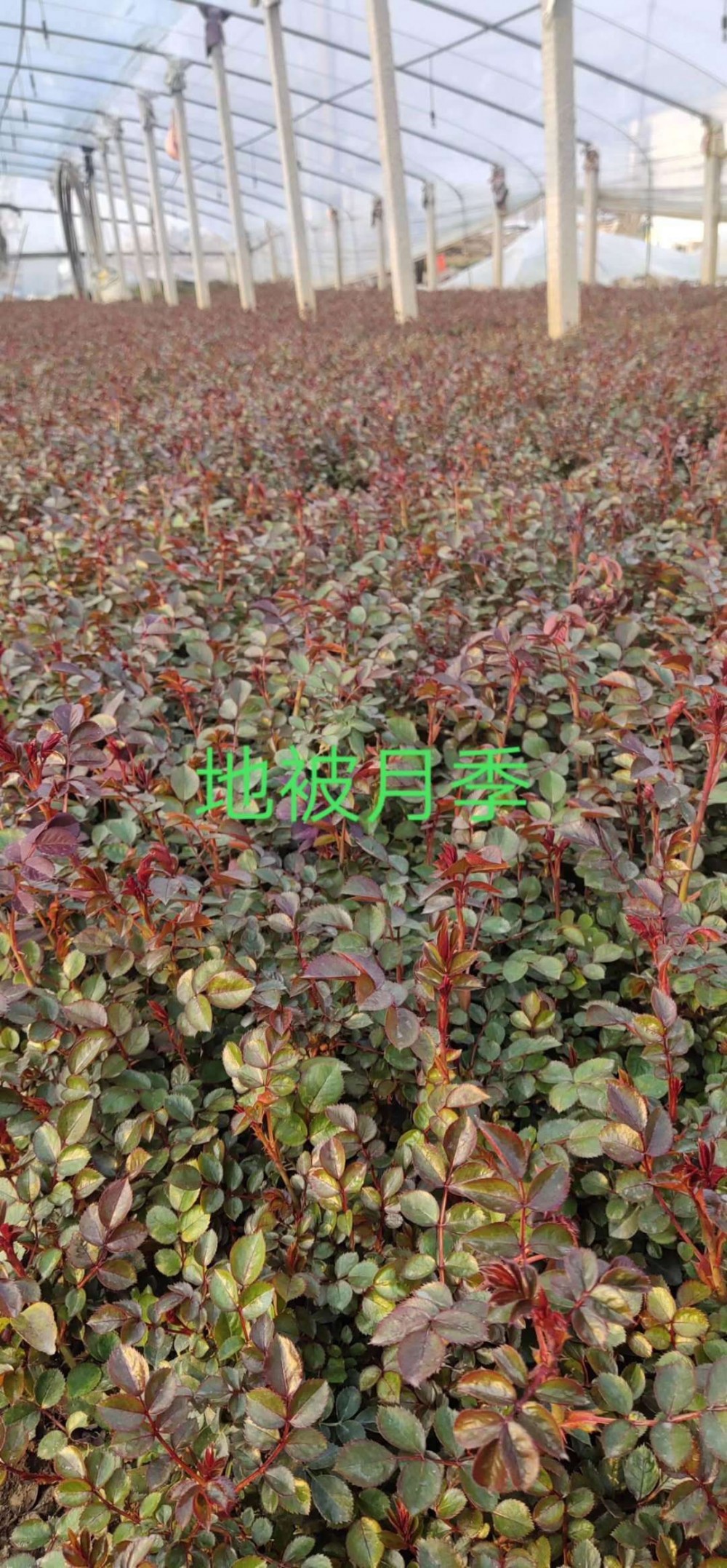 地被月季批发基地   地被月季价格    月季直销质优价廉