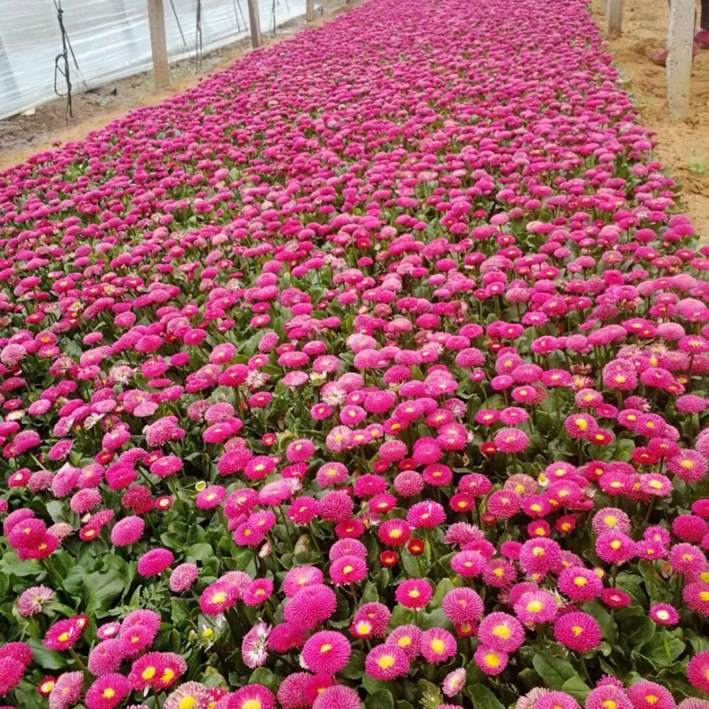 优质雏菊大量批发  雏菊价格  雏菊批发基地