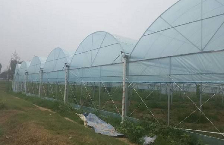 连栋薄膜温室大棚工程 果蔬种植大棚 安装建设 质量可靠
