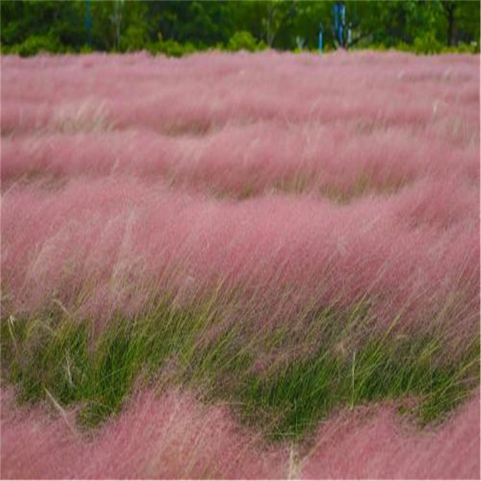 粉黛乱子草批发基地 山东粉黛乱子草培育 粉黛乱子草优惠价格