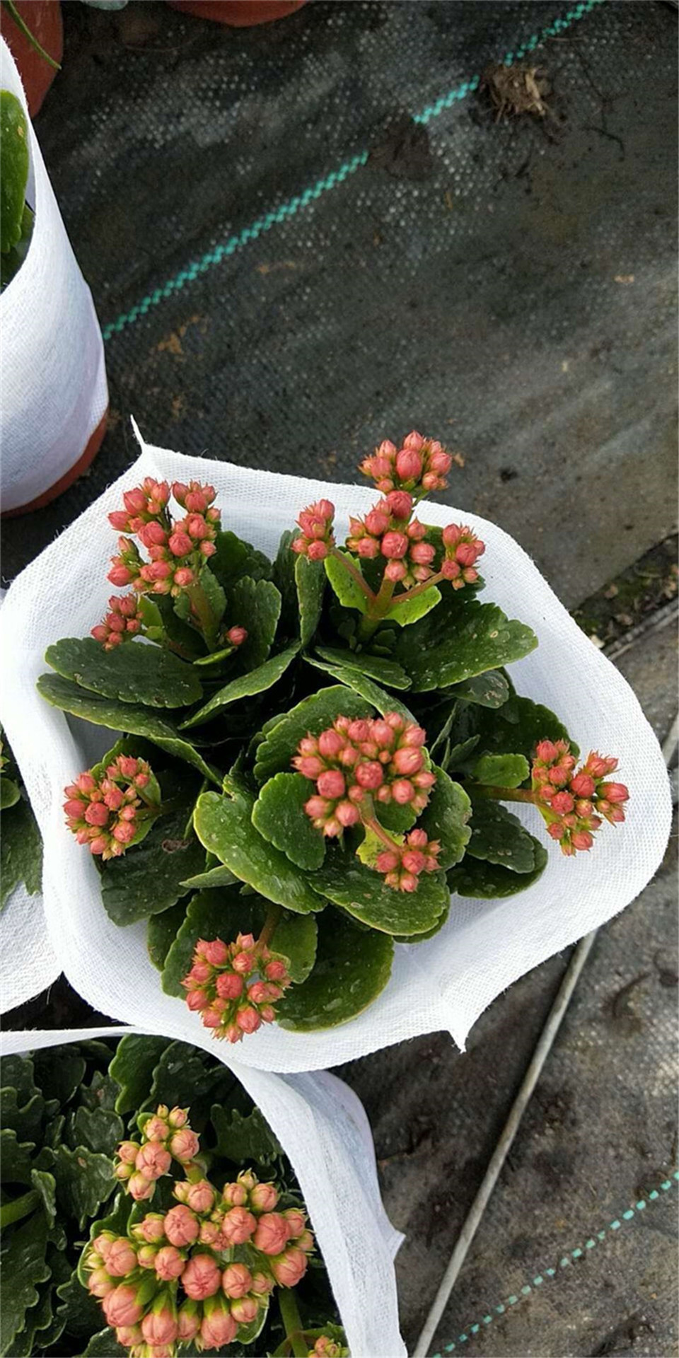 长寿花基地直供 山东长寿花 花海优良品种 长寿花种苗