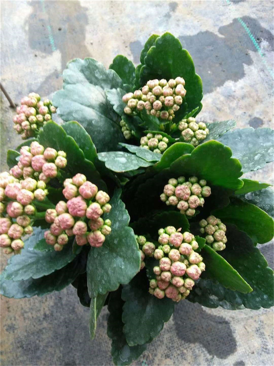 长寿花批发商 山东长寿花 价格从优 长寿花种苗
