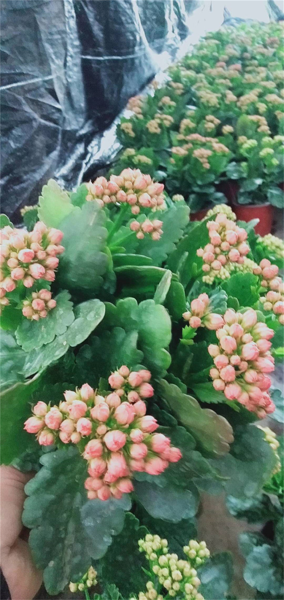 长寿花批发 山东长寿花 开春推荐 长寿花种苗