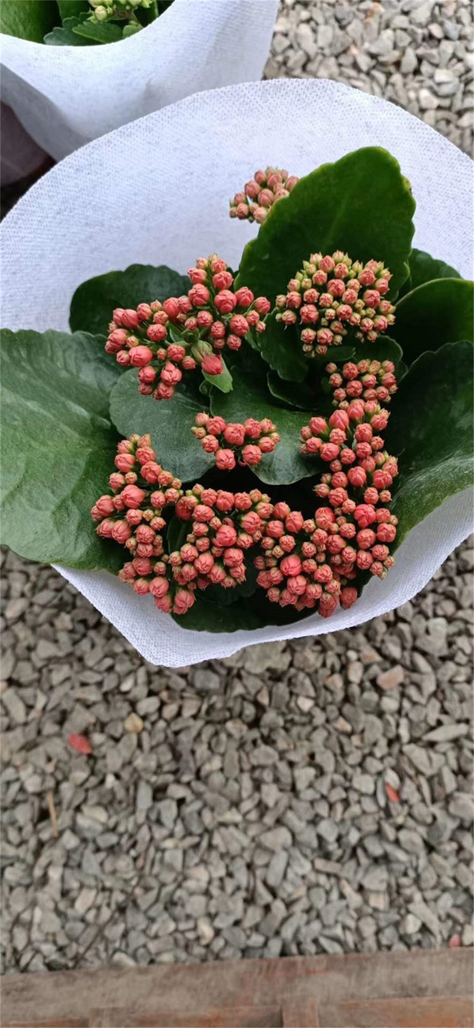 长寿花批发商 青州长寿花 开春推荐 长寿花小苗