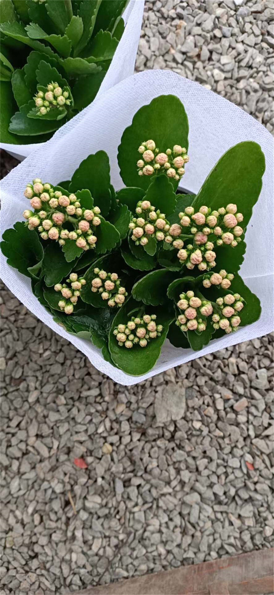 我苗圃批发 长寿花 山东长寿花 长寿花基地直供