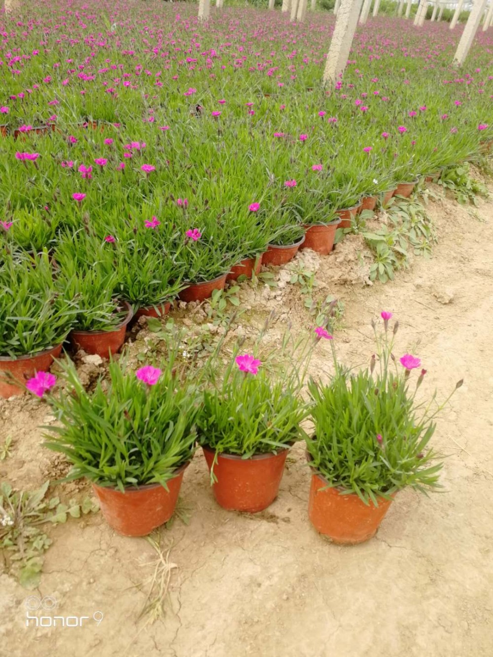 欧石竹直销 欧石竹价格 欧石竹批发基地 开花草坪