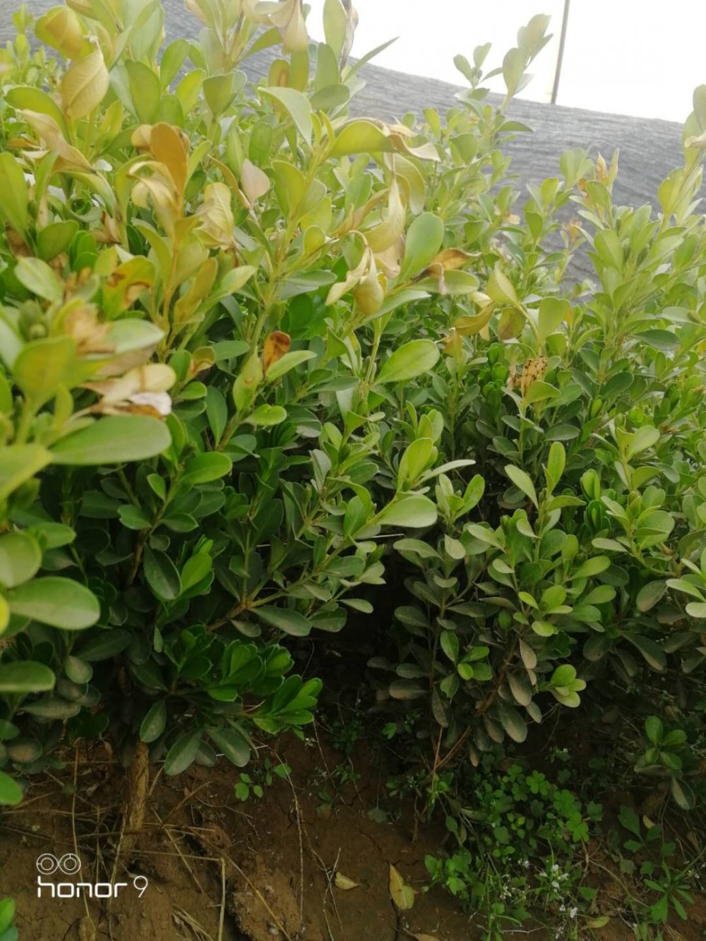 瓜子黄杨种植批发基地  瓜子黄杨价格 瓜子黄杨直销 质优价廉