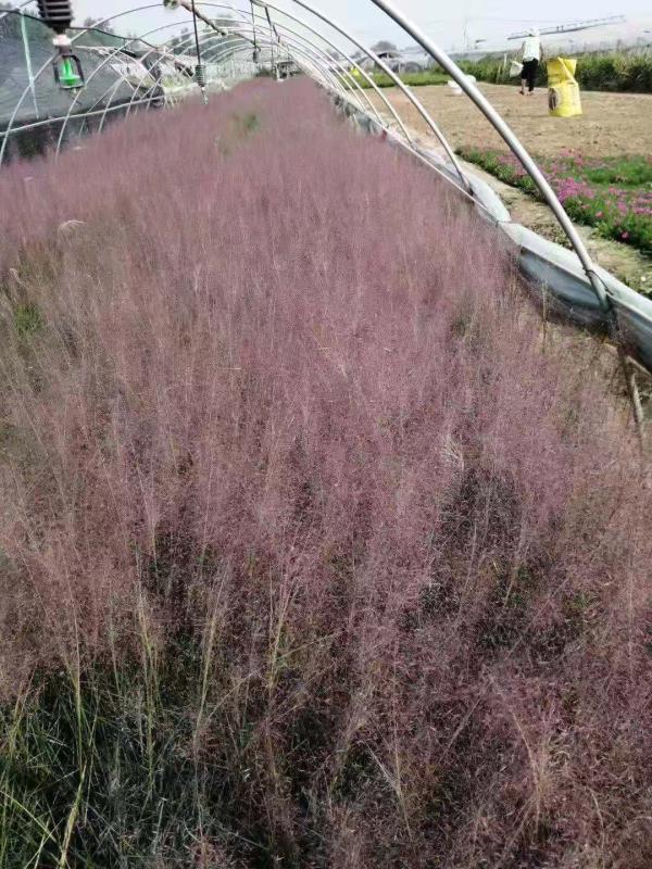 粉黛乱子草批发基地 网红草粉黛乱子草价格质优价廉产地直销