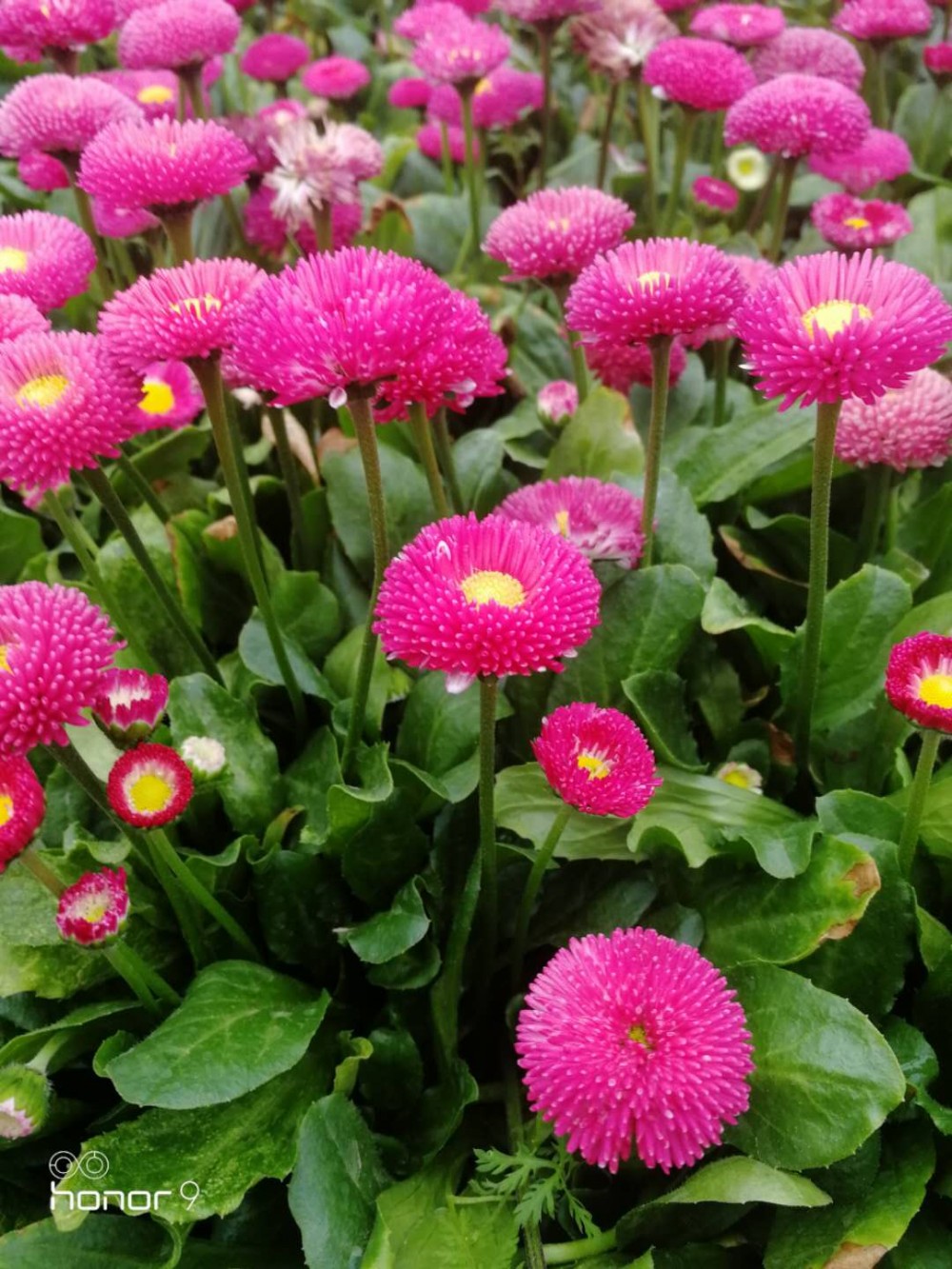 优质雏菊大量批发  雏菊价格   雏菊批发基地