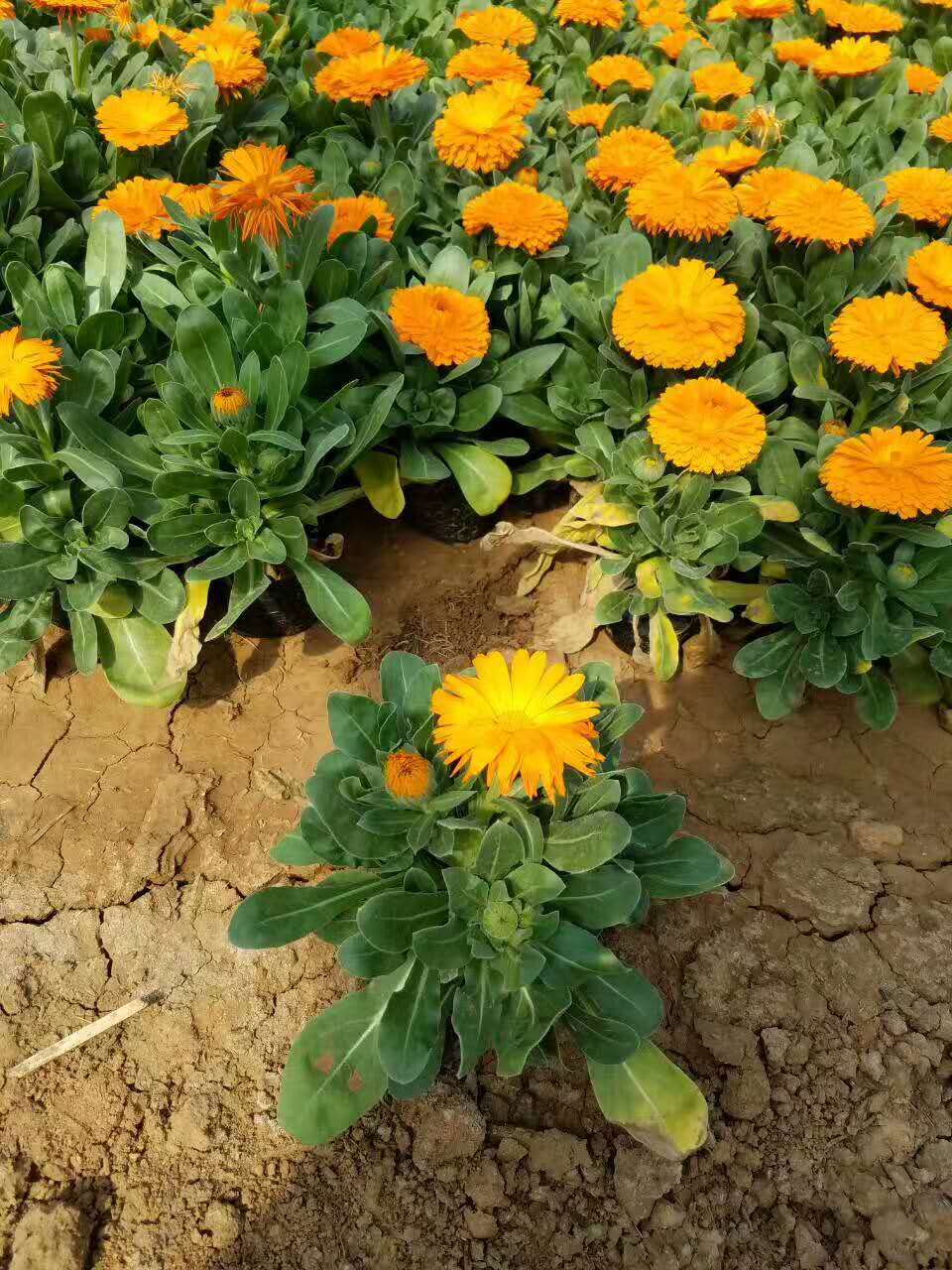 金盏菊 金盏菊种植基地 金盏菊批发价格 【宏胜】