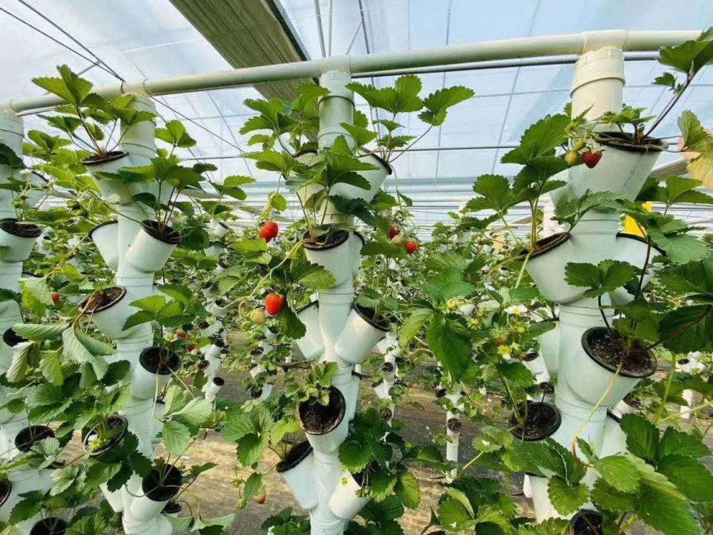 立体种植草莓温室大棚 立体种植设备 立体种植温室建设山东金威温室