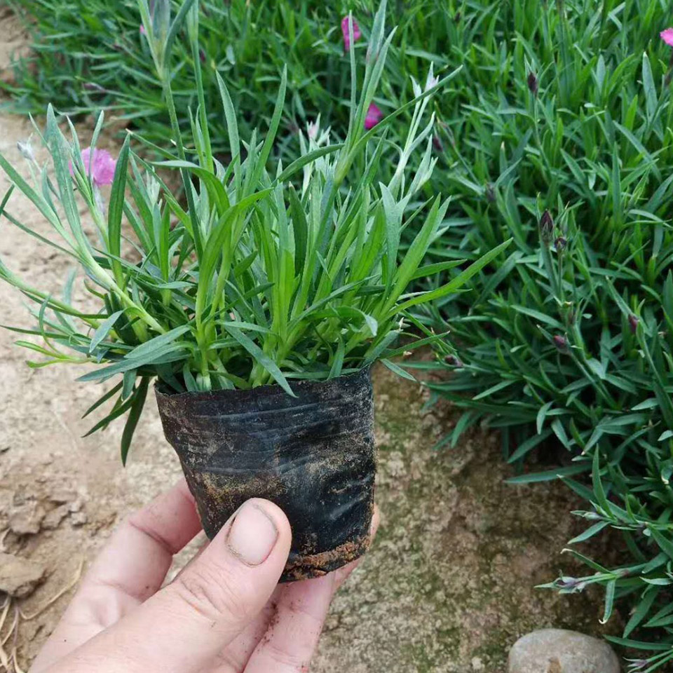 绿化用欧石竹基地 品质优良欧石竹批发 欧石竹小苗价格