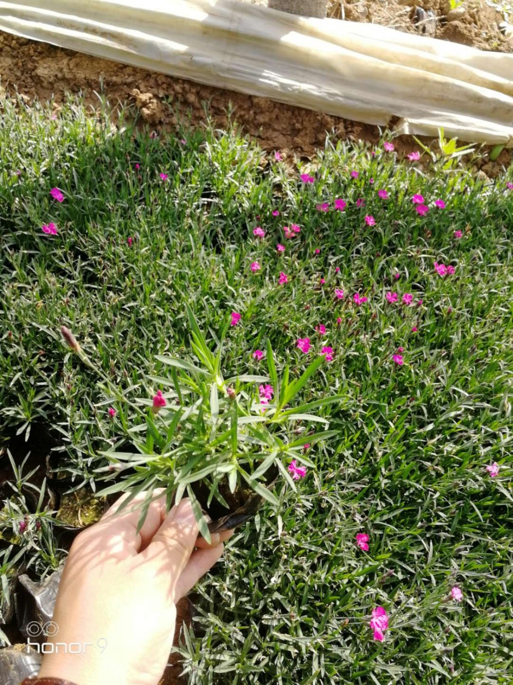 欧石竹直销   欧石竹小苗价格 欧石竹种植批发基地   开花草坪