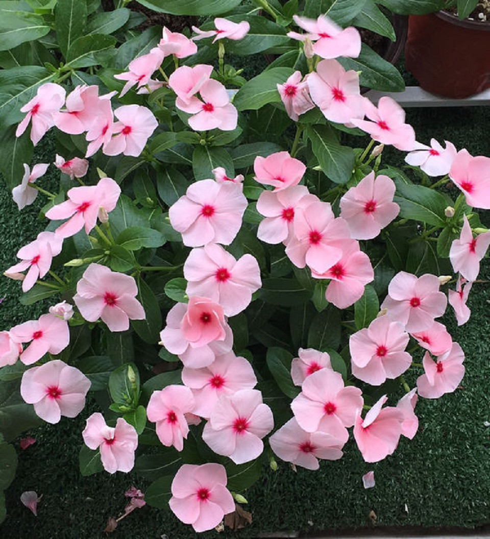 基地直售长春花小苗 青州草花批发 长春花批发