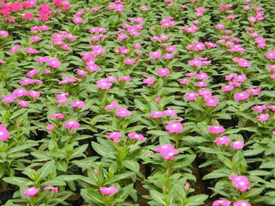 批发基地长春花 山东草花基地 供应长春花