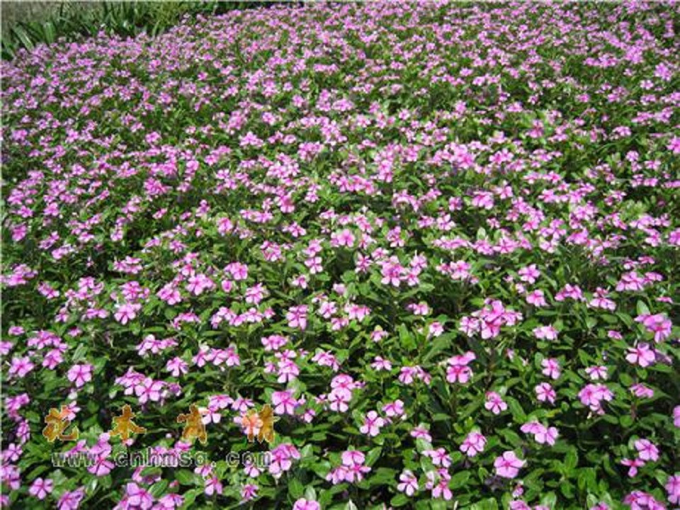 多年生宿根花卉 长春花基地 批发基地 长春花种苗