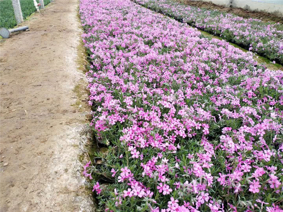 批发零售芝樱-芝樱小苗批发价-芝樱价格