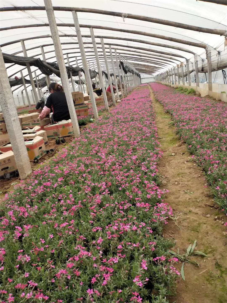 福禄考小苗-福禄考批发基地-福禄考种植基地
