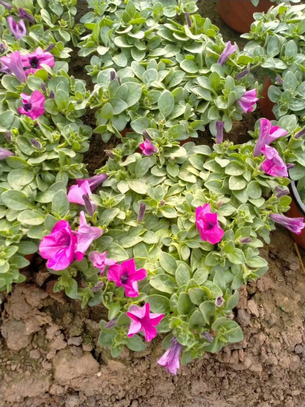 冠森 垂钓牵牛   多色系观赏花卉  喜阳光 耐旱  可用于护坡.湿地绿化.花境.花坛等