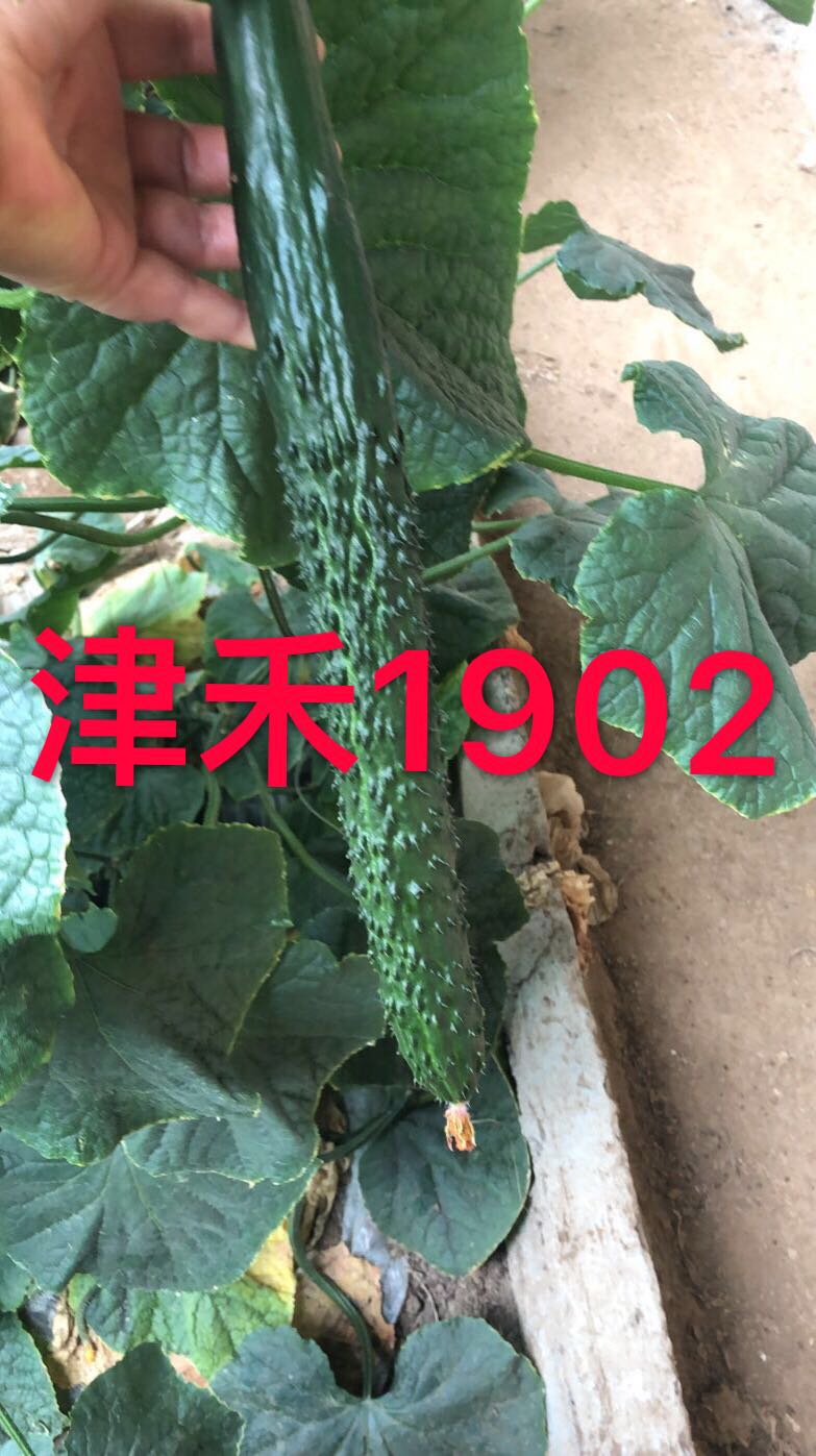 嫁接 黄瓜 种苗   “ 津禾 1902 ”  早春 秋延品种  抗病 高产 瓜条顺直