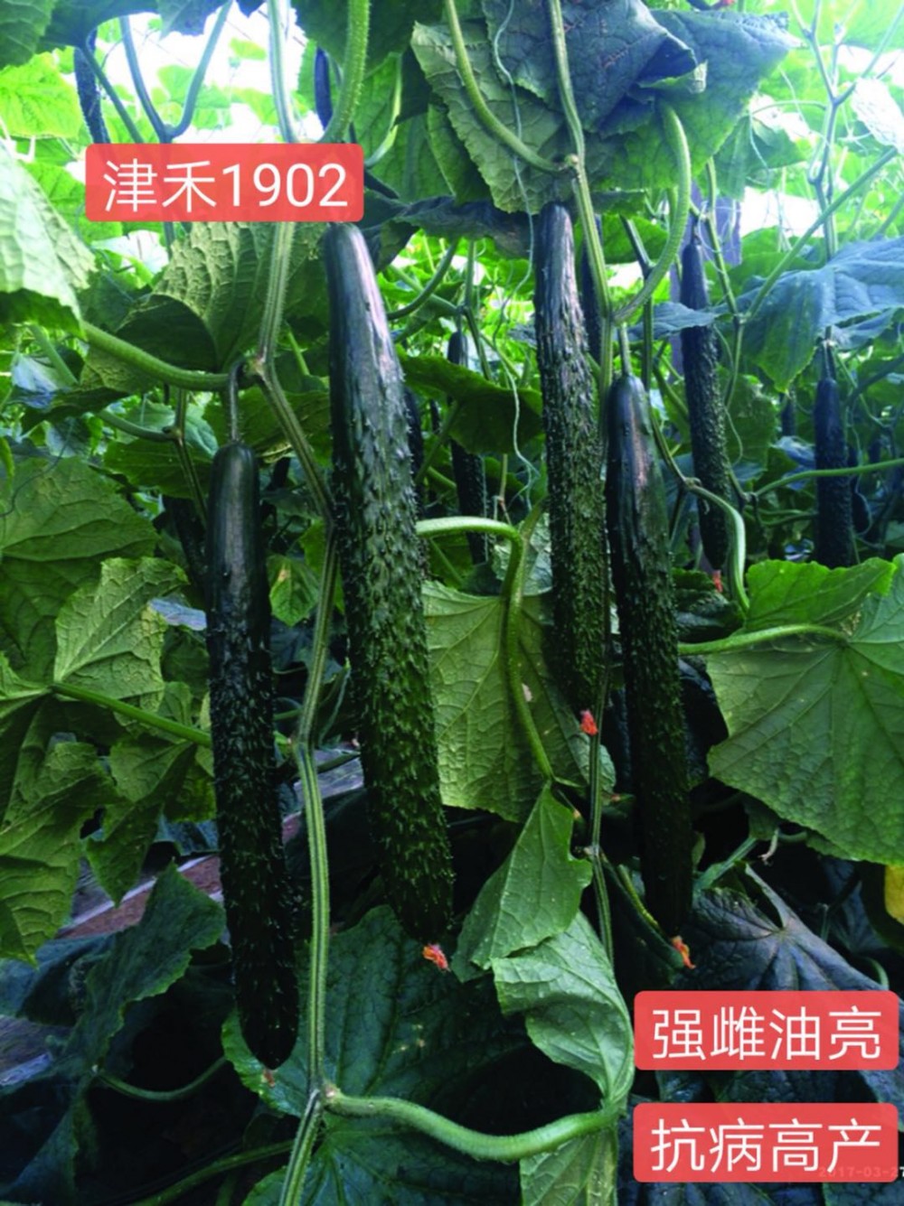 嫁接黄瓜种子 “ 津禾1902 ”  早春秋延