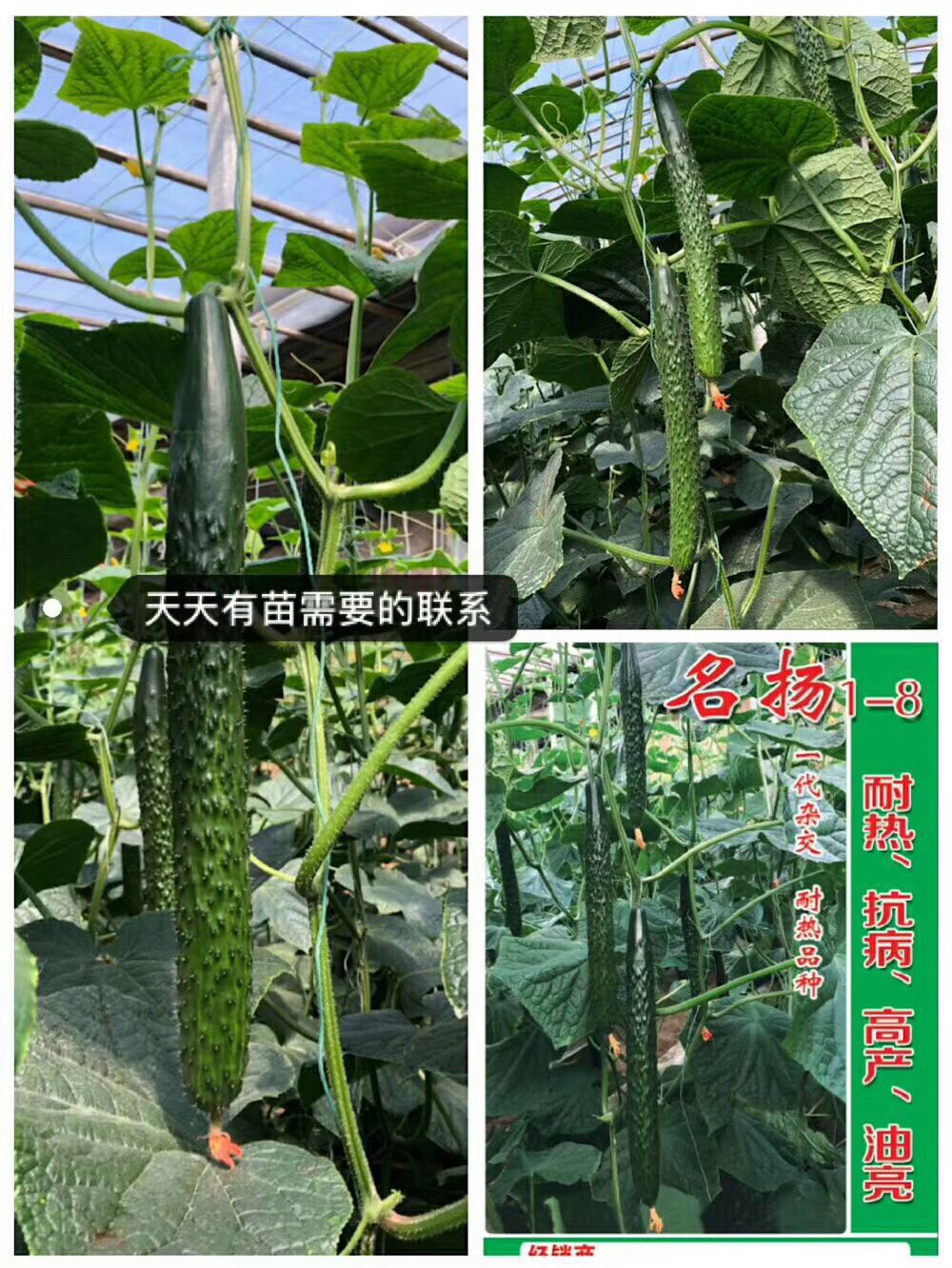 嫁接 黄瓜种子  “ 名扬1-8  ” 越夏 耐热 好品质    强 雌  油亮黄瓜