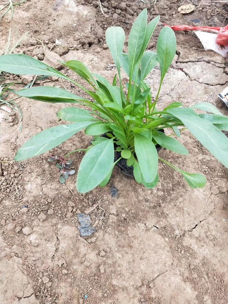 天津金钱菊 基地
