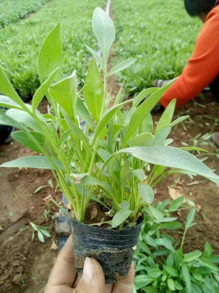 山东大花金鸡菊种子 供应