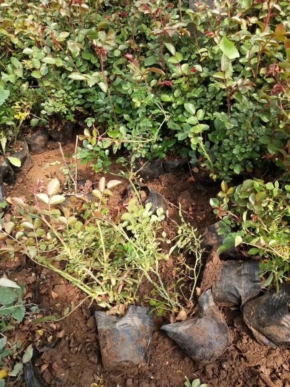 地被月季批发基地     地被月季价格      月季直销质优价廉