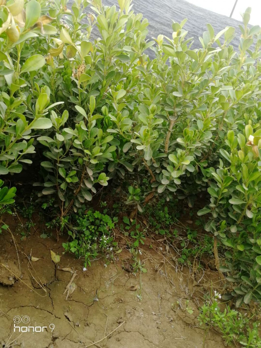 瓜子黄杨种植批发基地   瓜子黄杨价格 瓜子黄杨直销   质优价廉