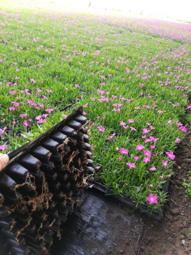 江西大量直销市政绿化用苗四季草花欧石竹