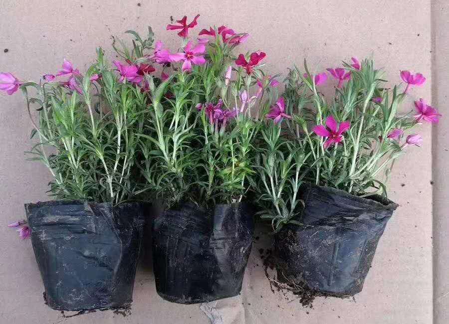 芝樱.芝樱基地芝樱小苗