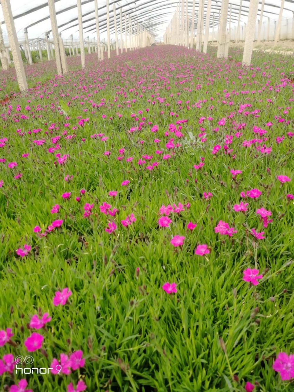 欧石竹直销 欧石竹价格   欧石竹批发基地    开花草坪