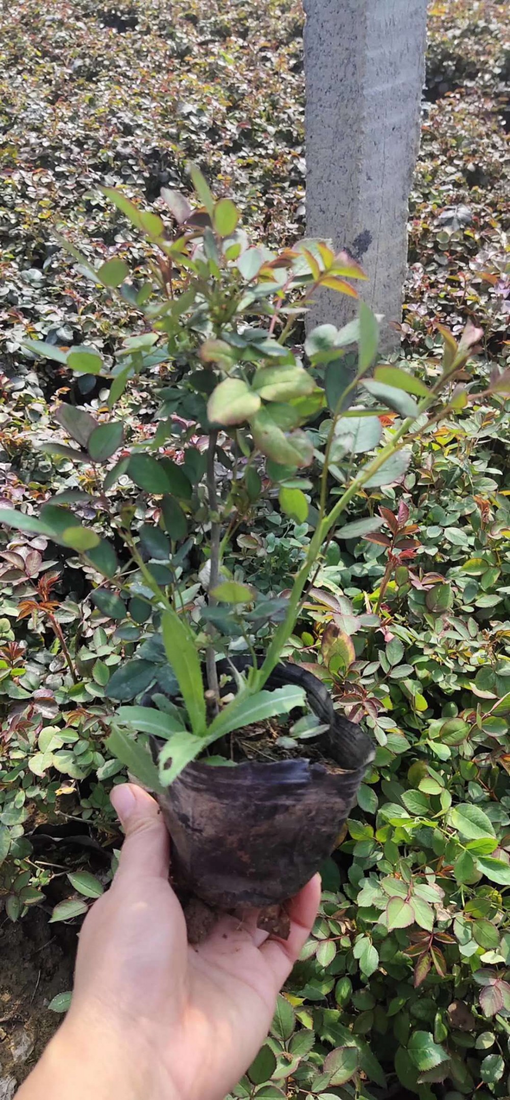 地被月季批发基地      地被月季价格       月季直销质优价廉
