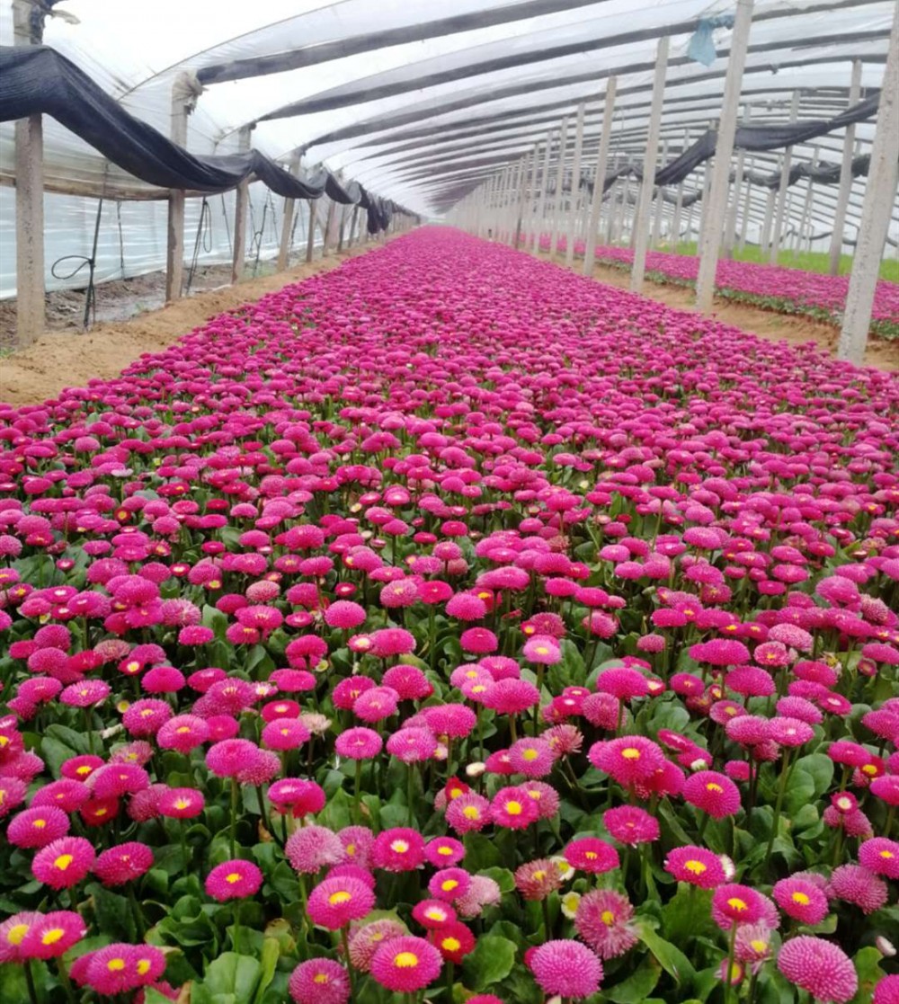 优质雏菊大量批发     雏菊价格     雏菊批发基地