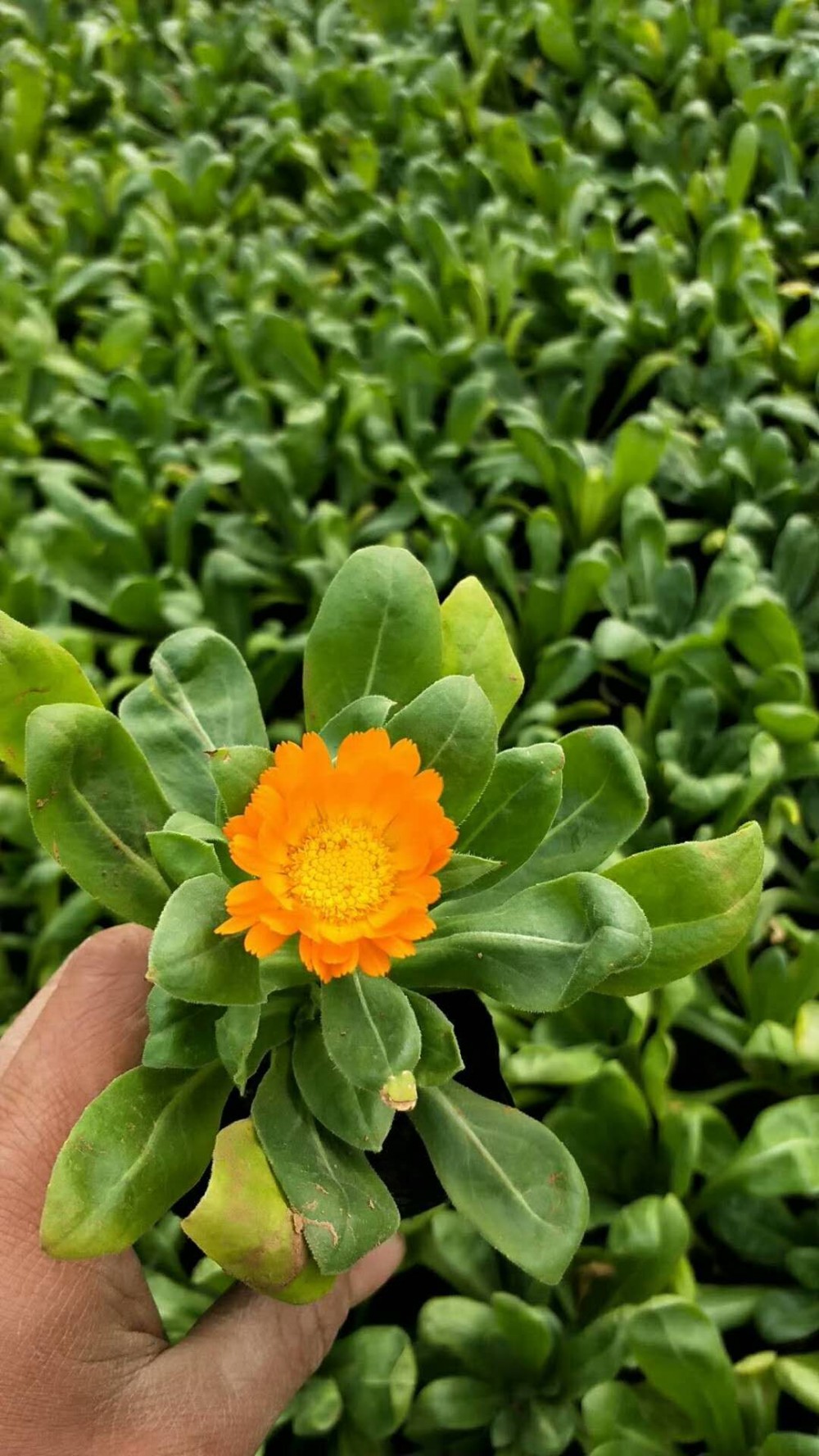 基地直销 金盏菊 喜阳光金盏菊小苗 宏胜花卉金盏菊批发