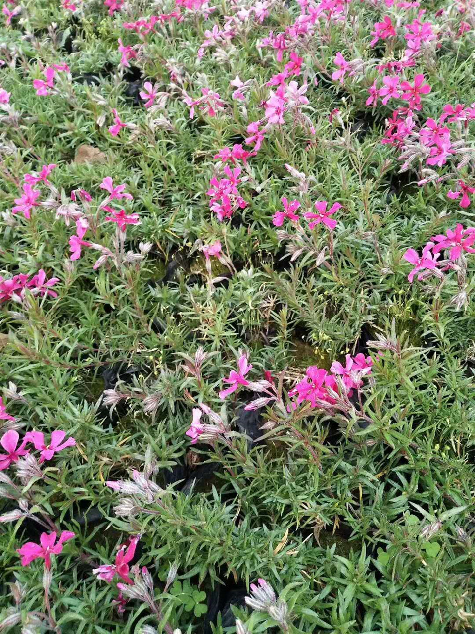 芝樱 花海芝樱基地直销 芝樱小苗批发 宏胜花卉