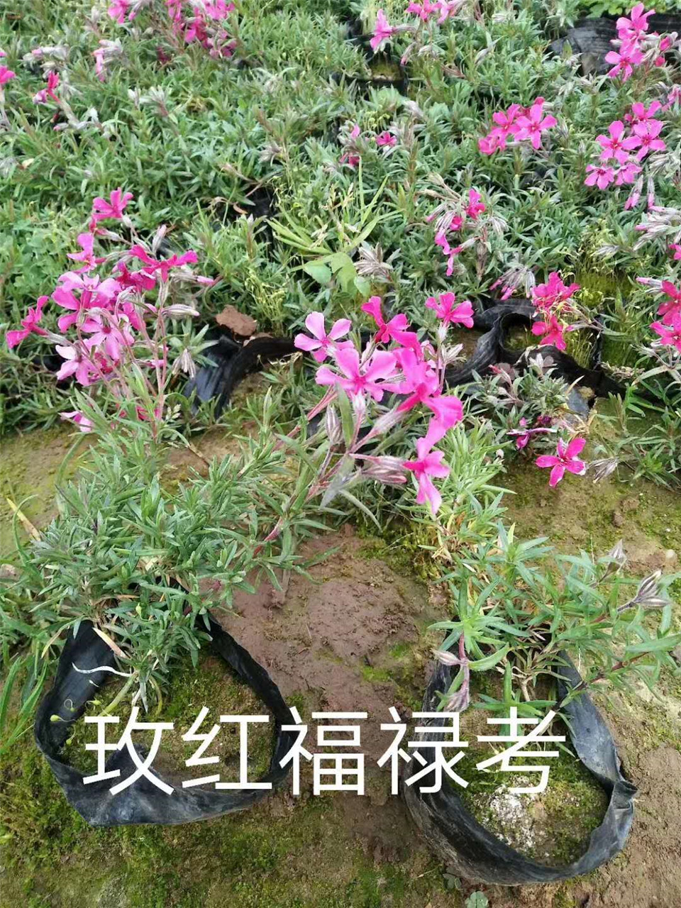 耐旱芝樱花 基地供应芝樱小苗 好养殖花色鲜亮